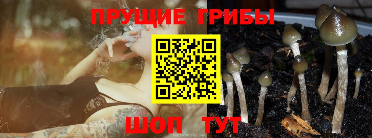 Галлюциногенные грибы Psilocybe  Вход с VPN  Псилоцибиновые грибы Psilocybe  Боровичи 